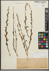 Foto von Salix purpurea L.